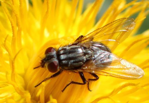 Réf. 325 199 : Musca autumnalis